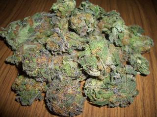 purplehaze1.jpg