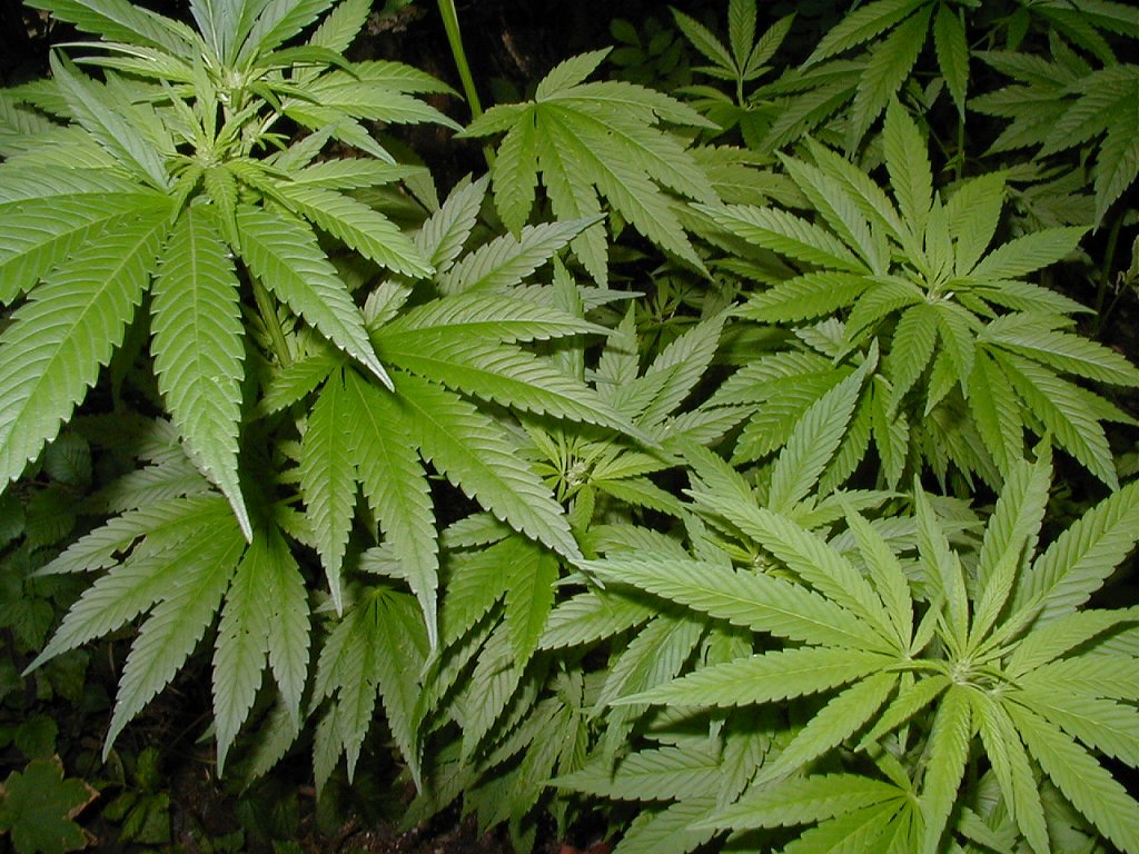 marihuana_1024.jpg