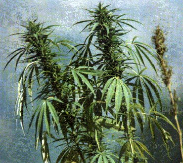 marihuana.jpghji