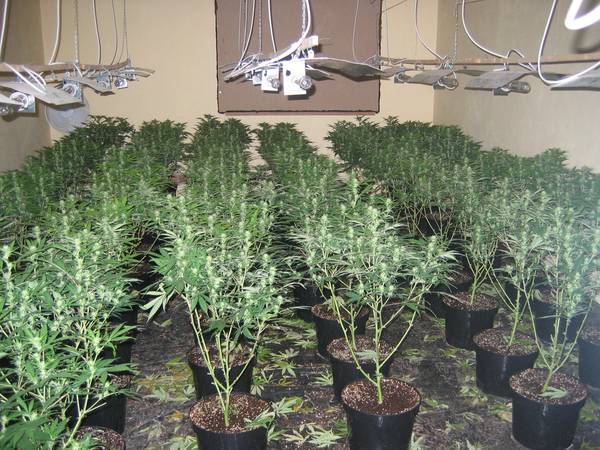 marihuana026.jpg
