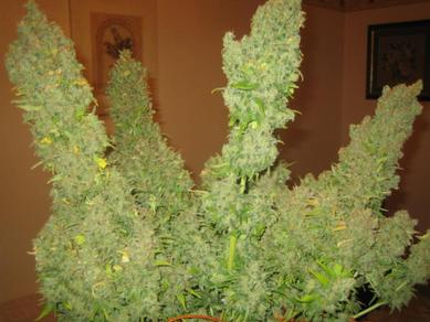 marihuana1.jpg